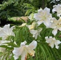 「東京理科大学ふれあいの杜」「理窓会記念自然公園」でヤマユリ保全活動を実施