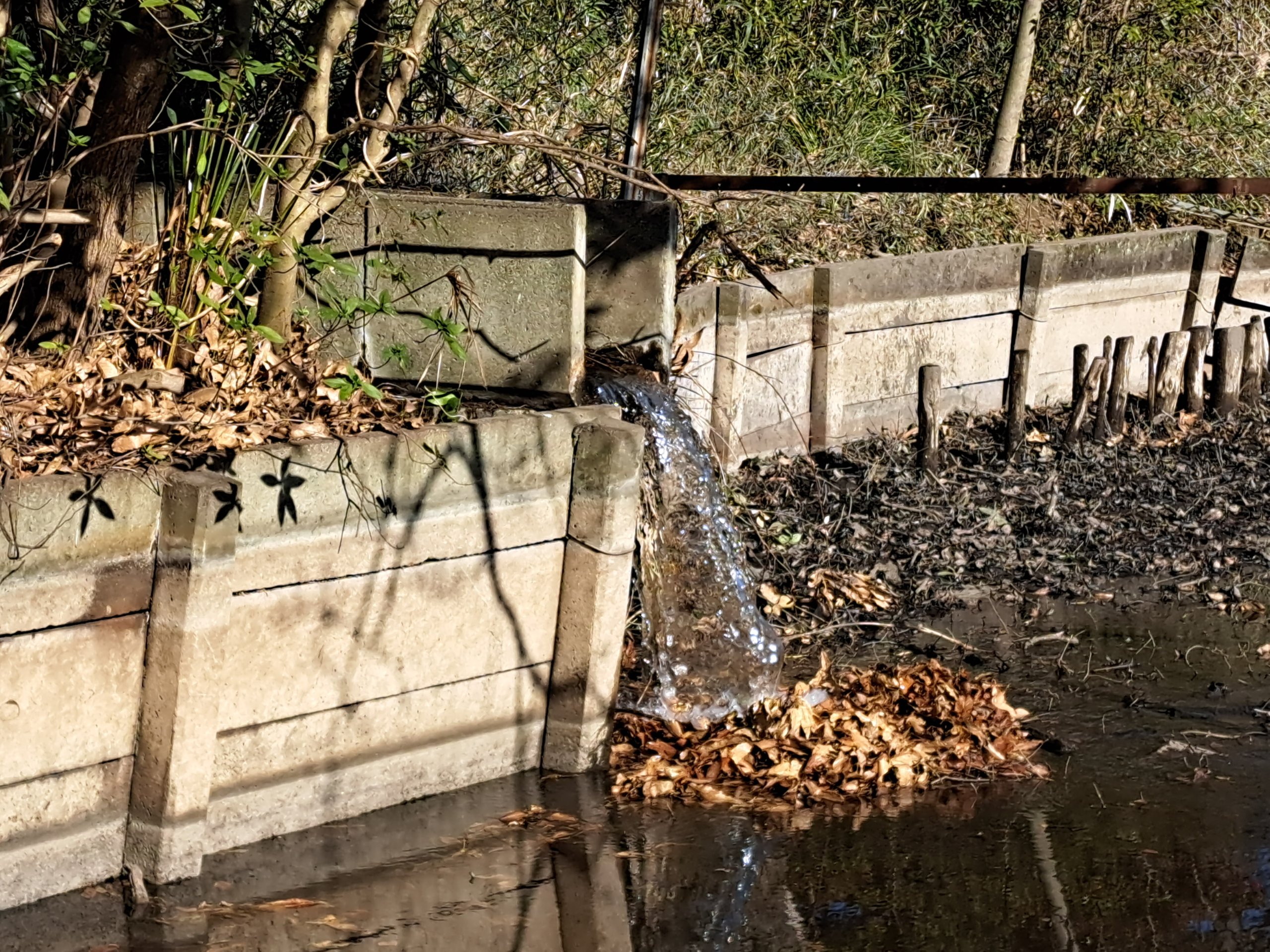 白鳥の池の清掃を行いました