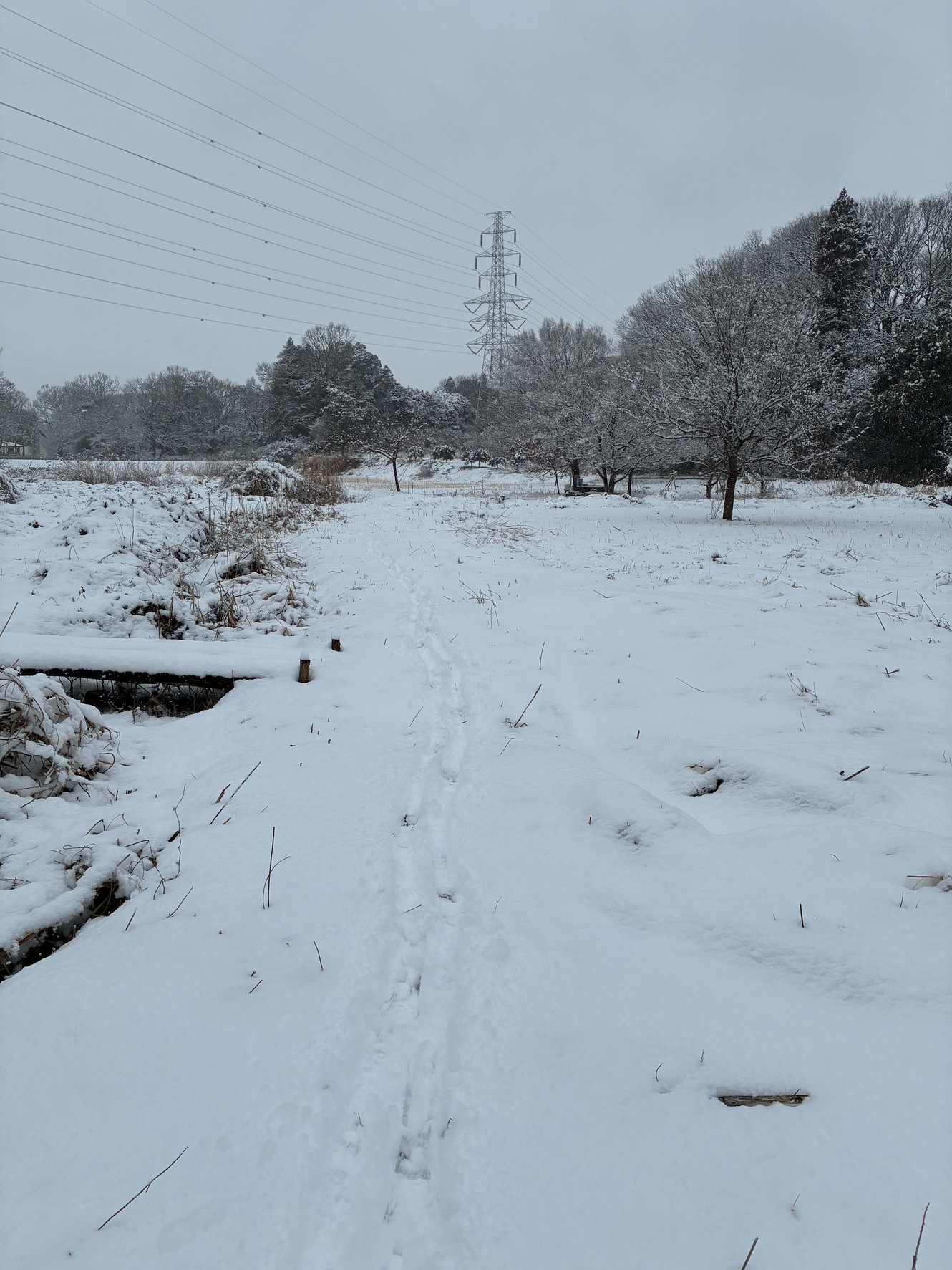 雪と水鳥と理窓公園