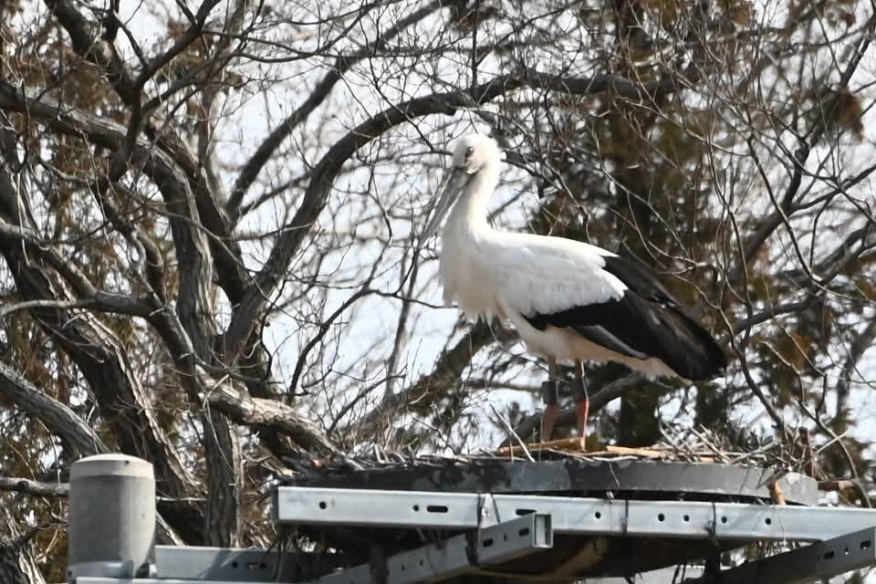 コウノトリが巣づくりをはじめました