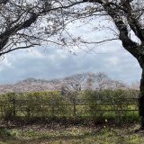 【開催報告】野田市南部第2地区社会福祉協議会主催「桜を見る会」を開催しました