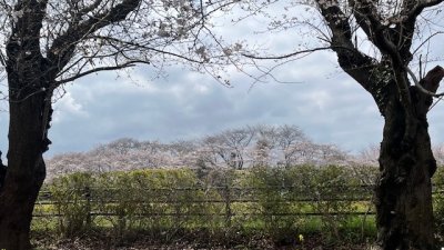 【開催報告】野田市南部第2地区社会福祉協議会主催「桜を見る会」を開催しました