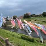 利根運河を泳ぐ 東京理科大学 鯉のぼり