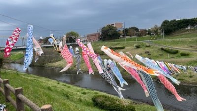 利根運河を泳ぐ 東京理科大学 鯉のぼり