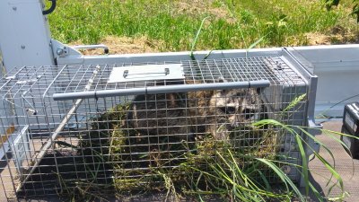 アライグマ捕獲報告
