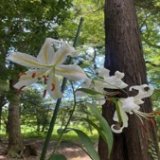 「理窓会記念自然公園」でヤマユリ保全活動を実施しました